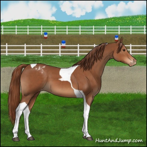 Horse Color:Chestnut Tobiano Appaloosa 