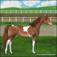 Horse Color:Chestnut Tobiano Varnish 
