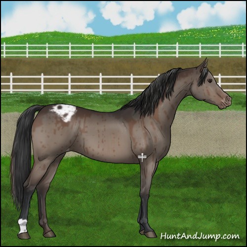 Horse Color:Brown Dun Varnish Brindle 