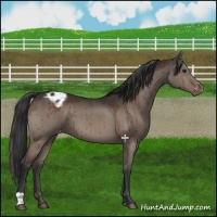 Horse Color:Brown Dun Varnish Brindle 