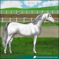 Horse Color:White Spotted Brown Appaloosa 
