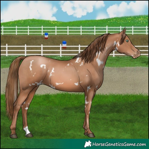 Horse Color:White Spotted Liver Chestnut Pearl 