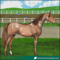 Horse Color:White Spotted Liver Chestnut Pearl 