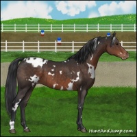 Horse Color:White Spotted Brown Appaloosa 