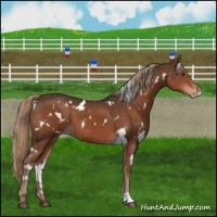 Horse Color:White Spotted Liver Chestnut Varnish 