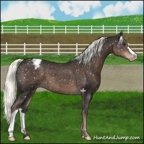 Horse Color:Liver Chestnut Mushroom Snowflake Varnish