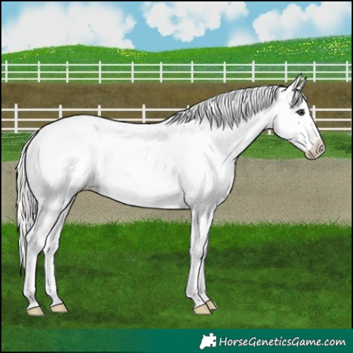 Horse Color:Liver Chestnut Mushroom Appaloosa 