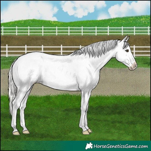 Horse Color:Liver Chestnut Mushroom Snowflake Varnish