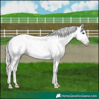 Horse Color:Liver Chestnut Mushroom Snowflake Varnish 