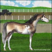 Horse Color:Liver Red Onyx Sabino 