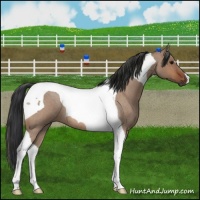 Horse Color:Bay Roan Dun Tobiano 