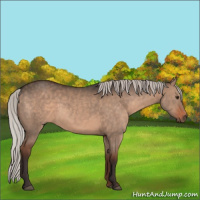 Horse Color:Silver Brown Dun 