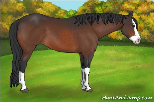 Horse Color:Bay Splash