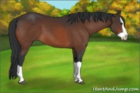 Horse Color:Bay Splash 