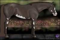 Horse Color:Liver Chestnut Splash Frame 