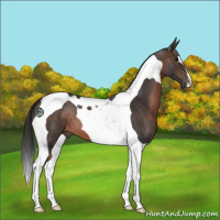 Horse Color:Brown Tobiano 