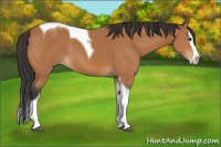 Horse Color:Bay Splash Tobiano 