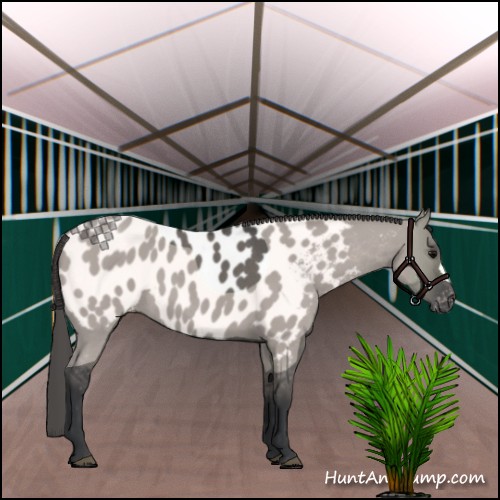 Horse Color:Grullo Roan Appaloosa 