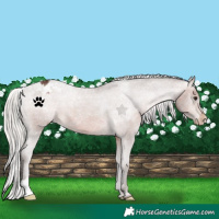 Horse Color:Silver Brown Varnish 