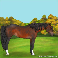Horse Color:Brown 