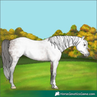 Horse Color:Gray Bay Ice 