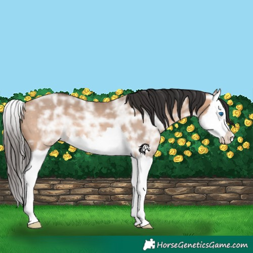 Horse Color:Bay Ice Dun Sabino Splash 