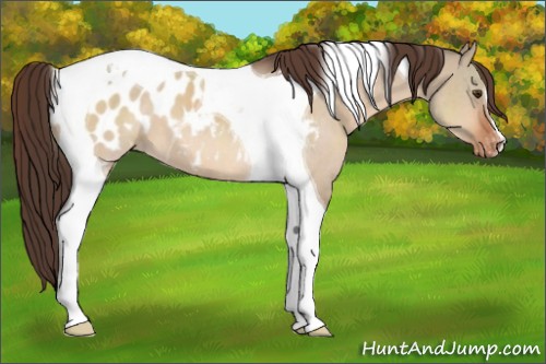 Horse Color:Brown Dun Tobiano Blanket