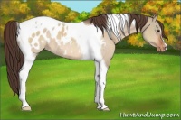 Horse Color:Brown Dun Tobiano Appaloosa