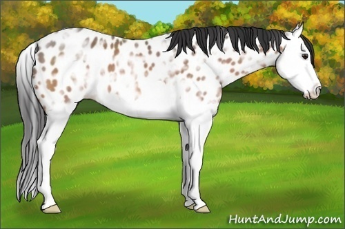 Horse Color:Bay Ice Splash Appaloosa 