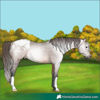 Horse Color:Gray Bay Appaloosa Rabicano 