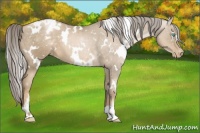 Horse Color:White Spotted Chocolate Palomino Pearl Appaloosa