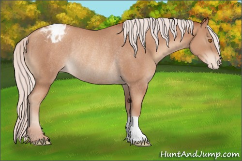 Horse Color:Silver Classic Champagne Appaloosa Rabicano 