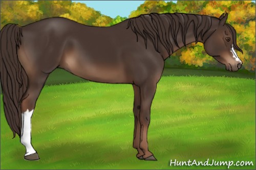 Horse Color:Liver Chestnut 