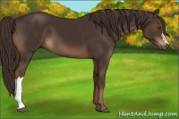 Horse Color:Liver Chestnut 