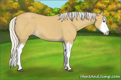 Horse Color:Silver Buckskin Roan Splash