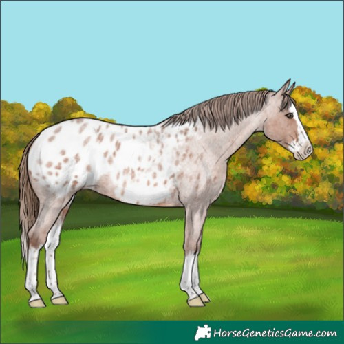 Horse Color:Red Roan Splash Appaloosa