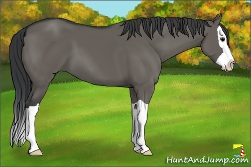 Horse Color:Grullo Splash 
