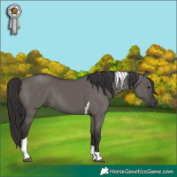 Horse Color:Platinum Smoky Grullo Tobiano 
