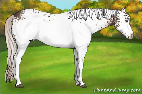 Horse Color:White Spotted Silver Brown 