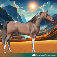 Horse Color:Bay Tobiano Appaloosa 