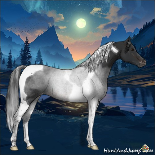 Horse Color:Brown Tobiano Appaloosa Rabicano