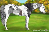 Horse Color:Brown Splash Tobiano Rabicano