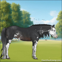 Horse Color:Brown Sabino Splash Rabicano 
