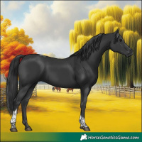 Horse Color:Black Tobiano 