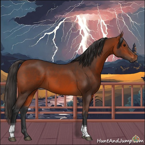Horse Color:Bay Tobiano