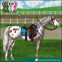 Horse Color:White Spotted Silver Bay Frame Appaloosa