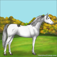 Horse Color:Gray White Spotted Black  and Gray White Spotted Black 