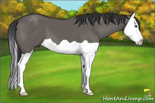 Horse Color:Grullo Splash 