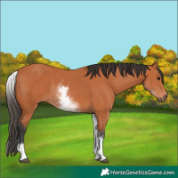 Horse Color:White Spotted Bay 