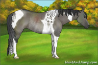 Horse Color:Grullo Tobiano Rabicano 